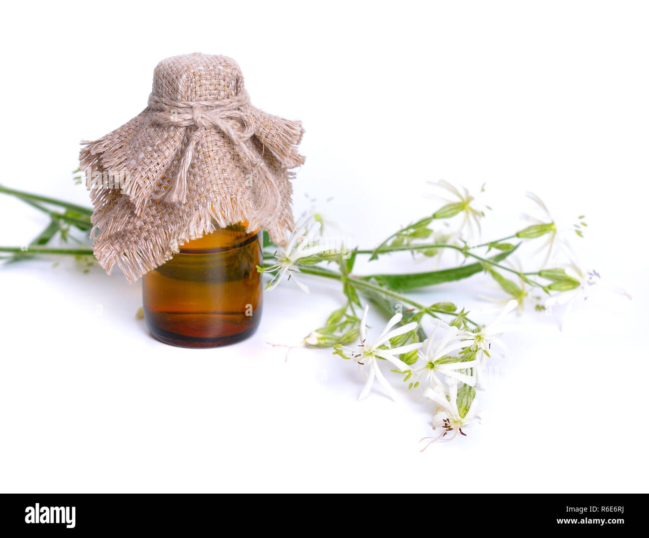 Silene nutans, most commonly known as Nottingham catchfly. With pharmaceutical bottle on white background. Stock Photo