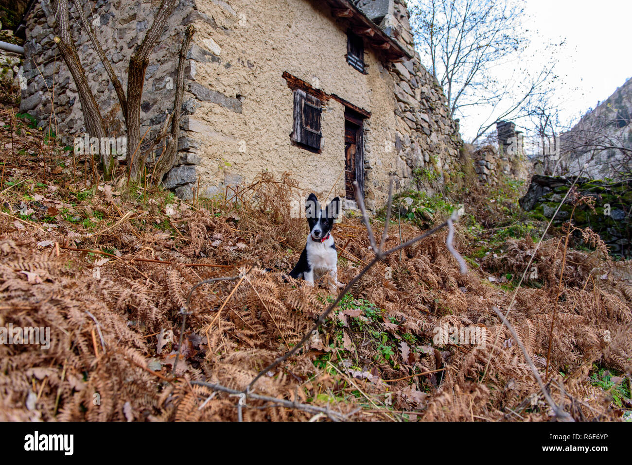 Border Collie in Merens-les-vals, Ariège, Occitanie, France. Stock Photo