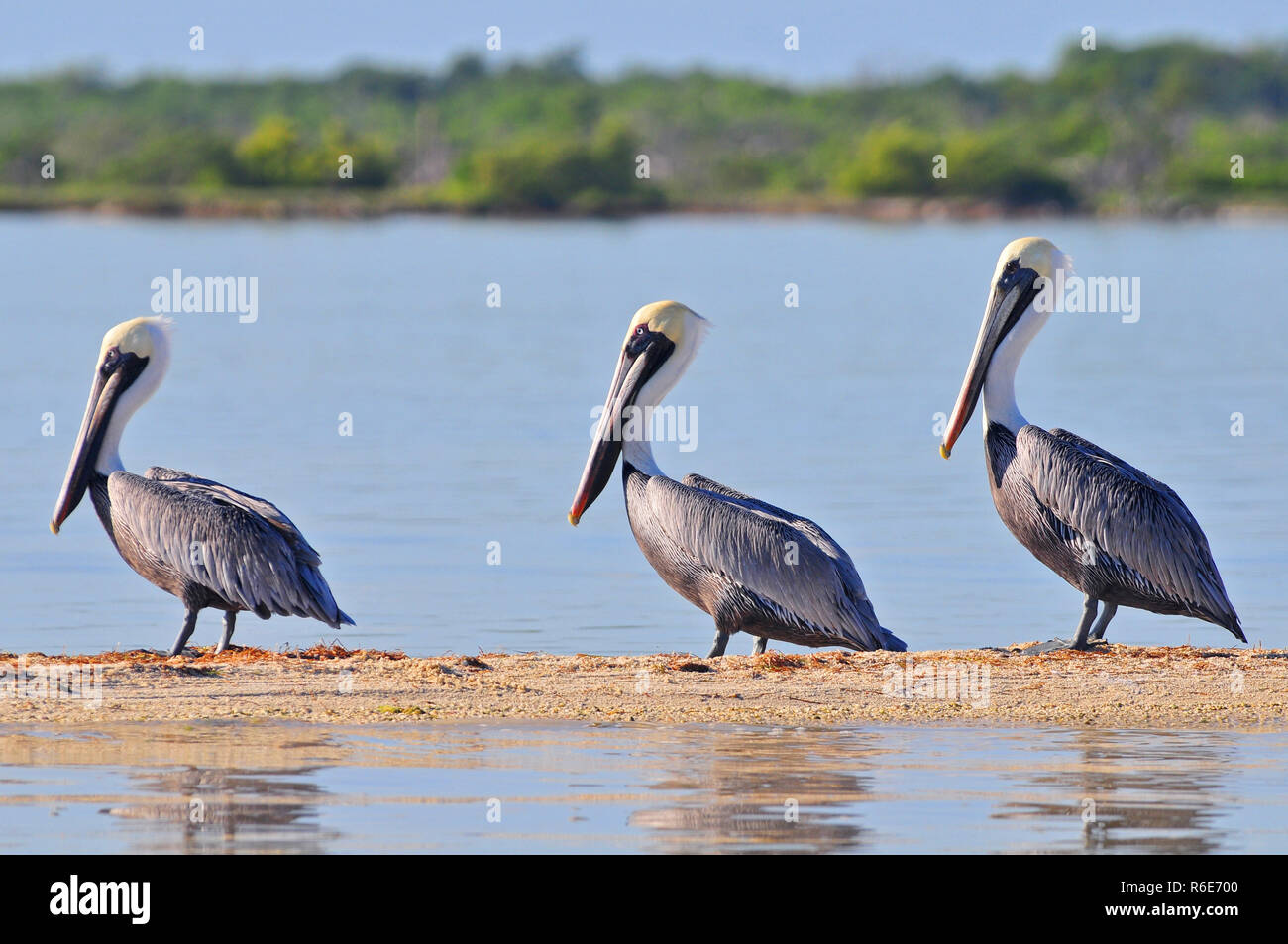 A Row Of Brown Pelicans In The Rio Lagartos Natural Reserve, Mexico Stock Photo