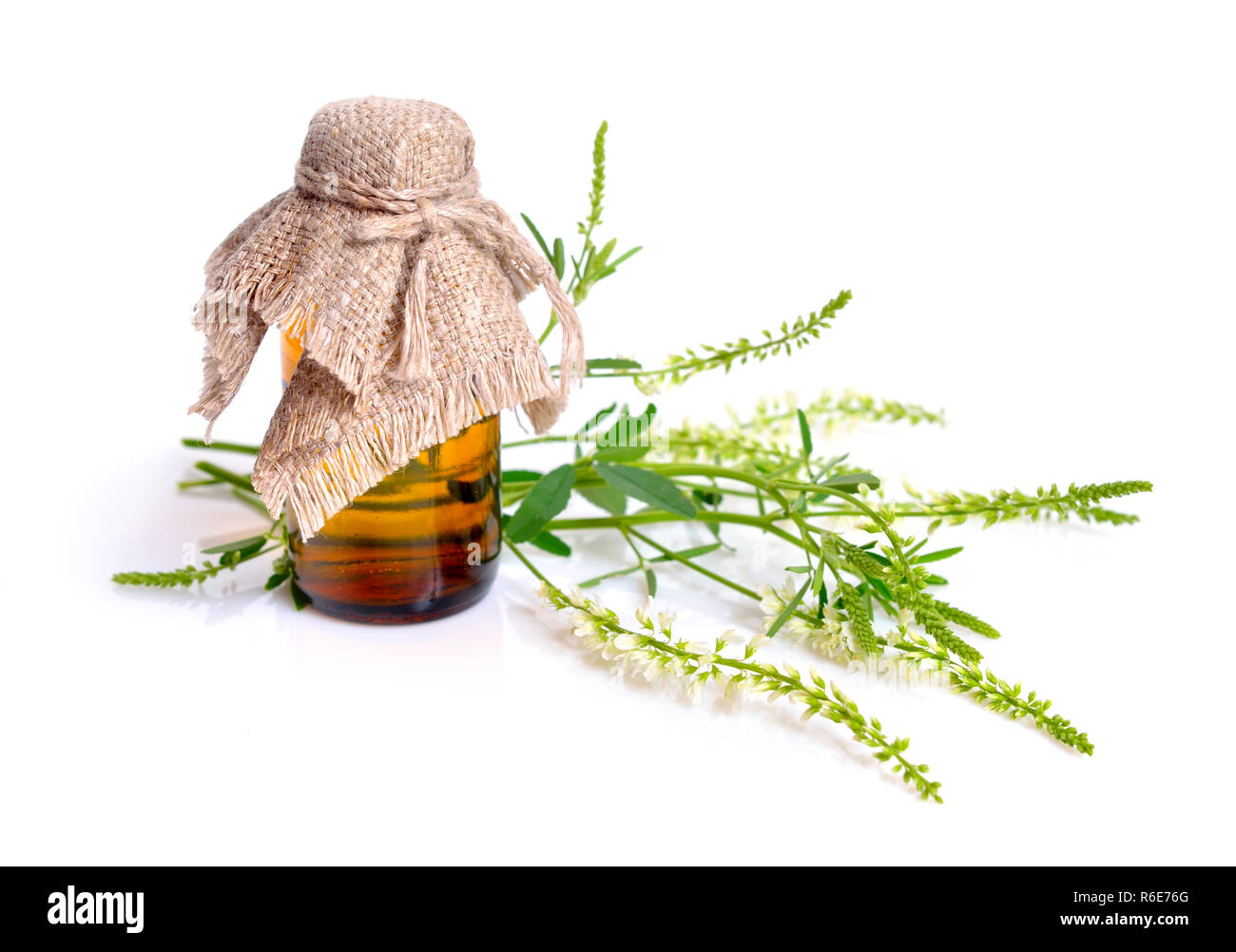 Melilotus, known as melilot, sweet clover, and kumoniga. Isolated on white background. Stock Photo