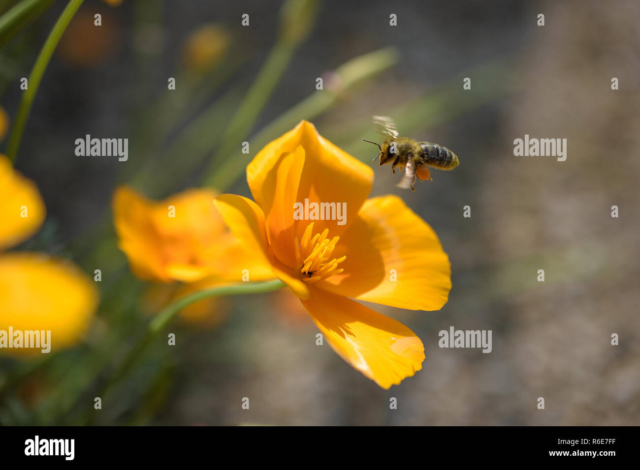 Gelbe Blume mit Biene im Anflug Nektar sammeln Stock Photo