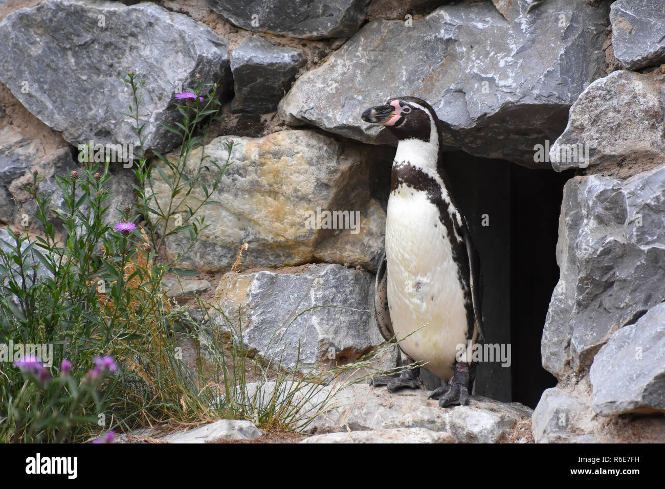 Zootiere High Resolution Stock Photography and Images - Alamy