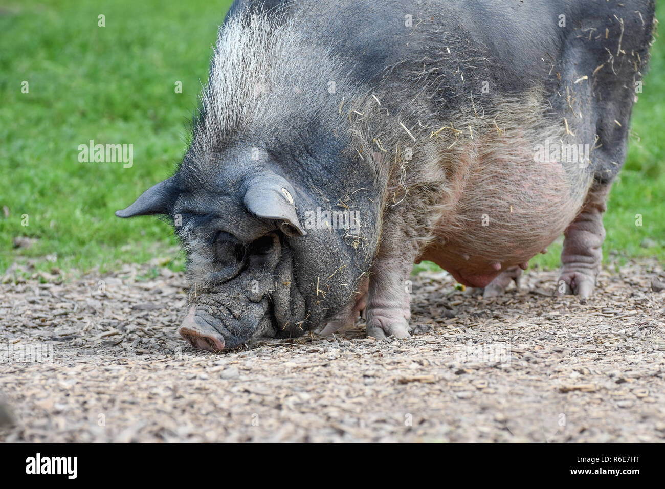 Hängebauchschwein ausgewachsen sucht nach Futter Stock Photo