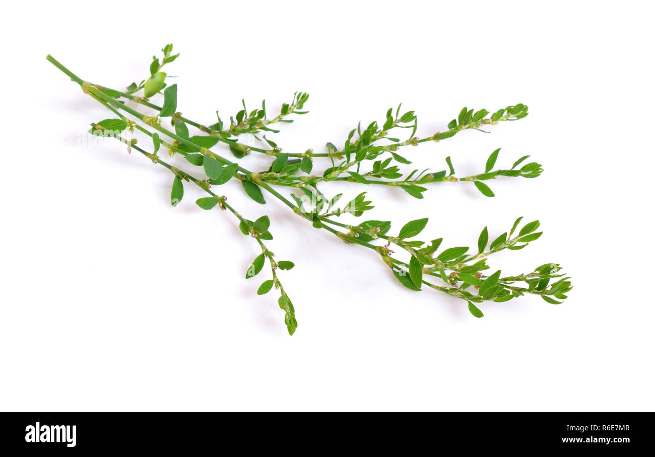Polygonum aviculare or common knotgrass is a plant related to buckwheat and dock. It is also called prostrate knotweed, birdweed, pigweed and lowgrass Stock Photo