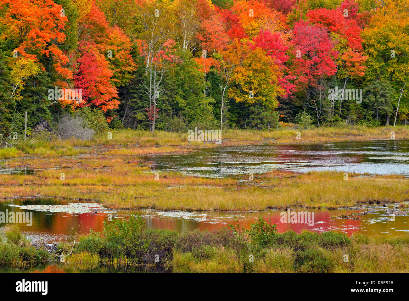 Autumn colour reflected in a beaver pond, Pointe au Baril, Ontario ...