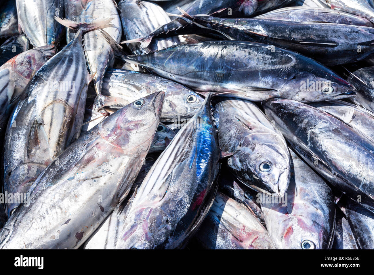 Sustainable Tuna Fishing Stock Photo