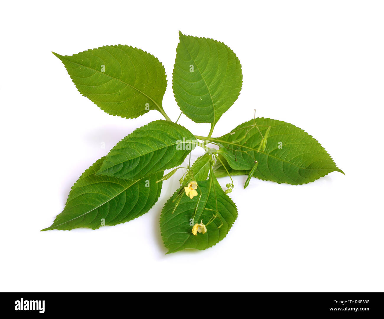 Impatiens. Common names include impatiens, jewelweed, touch-me-not, snapweed, patience. Isolated. Stock Photo