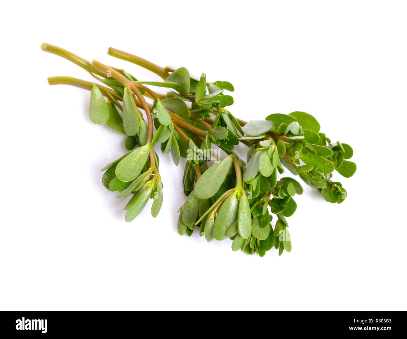 Portulaca oleracea, common purslane, also known as verdolaga, little hogweed, red root, pursley. Stock Photo