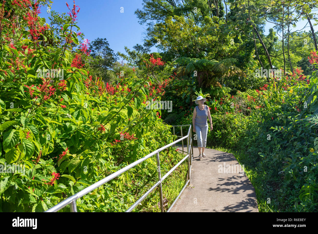 Honomū, Hawaii - Susan Newell, 69, hikes on a trail in Akaka Falls State Park. Stock Photo