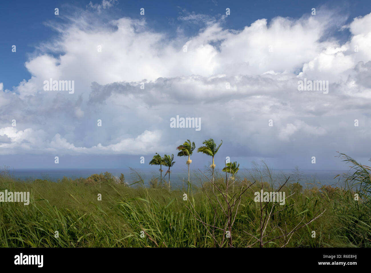 Laupāhoehoe, Hawaii Palm trees in old sugar plantation country above