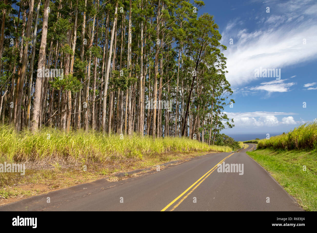 Pa'auilo, Hawaii Eucalyptus tree plantations line a rural road above