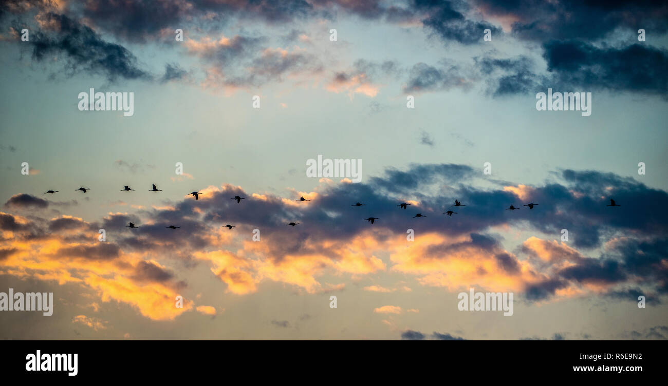 A flock of cranes flies at sunset. Sunset sky with clouds . Common Crane. Scientific name: Grus grus. natural habitat. Stock Photo