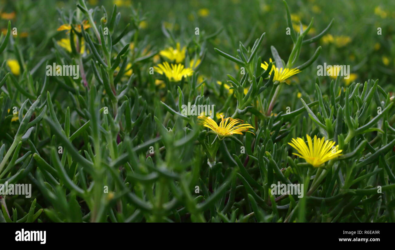 Yellow flowers with shallow depth of field. Flores amarillas Stock Photo