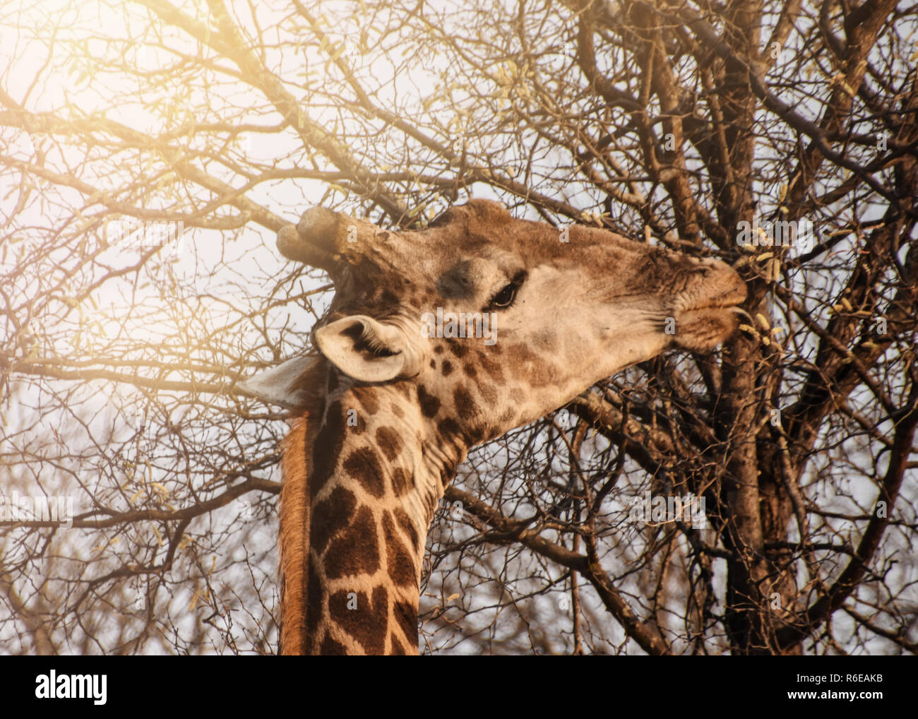 head of giraffe gnawing at of tree Stock Photo