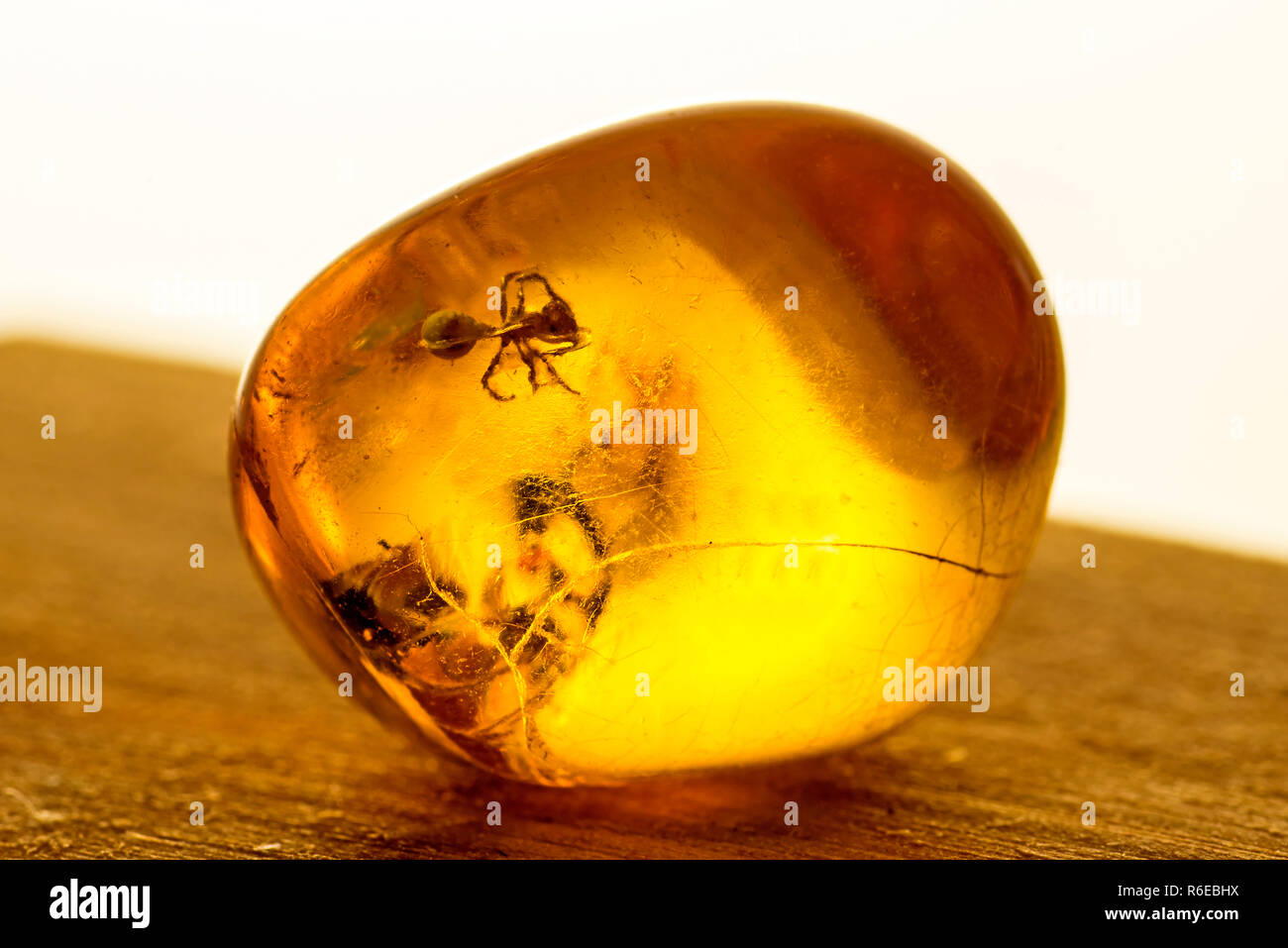 Amber With Embedded Insect Stock Photo - Alamy