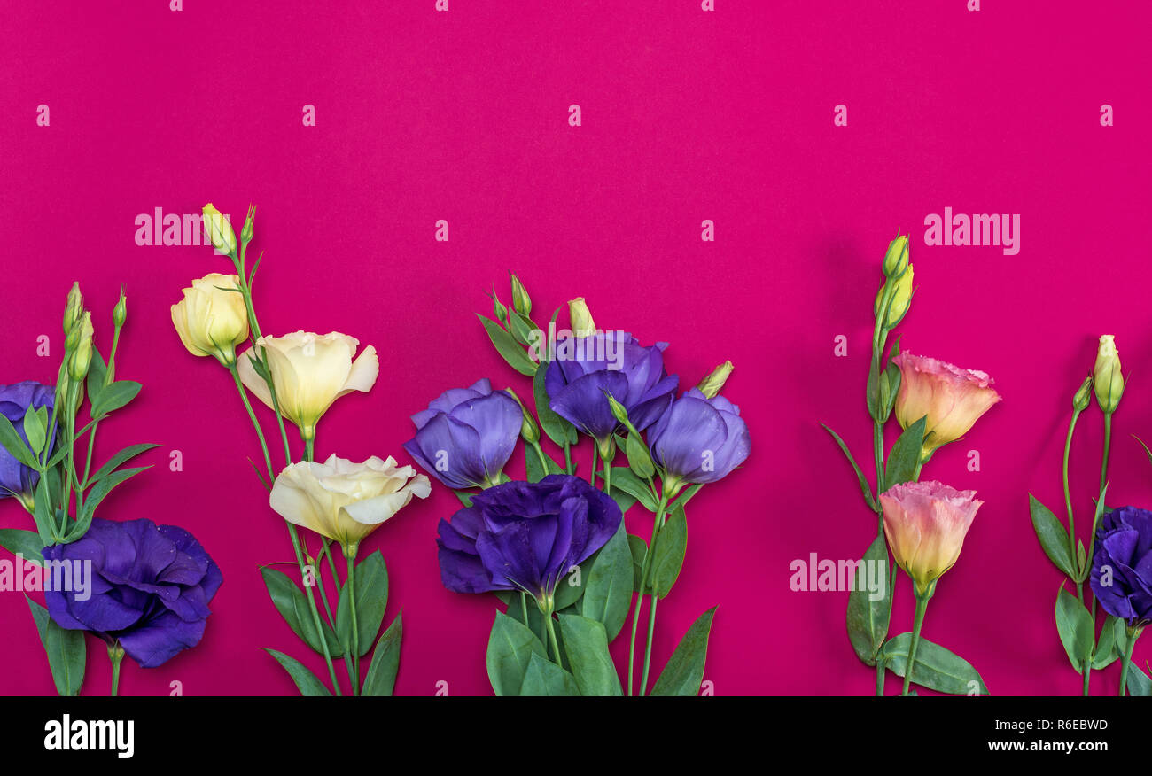 fresh blooming flowers Eustoma Lisianthus on a pink background, top view, copy space Stock Photo