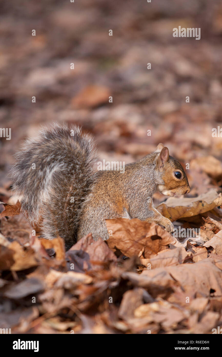 Forest in fall eastern hi-res stock photography and images - Alamy