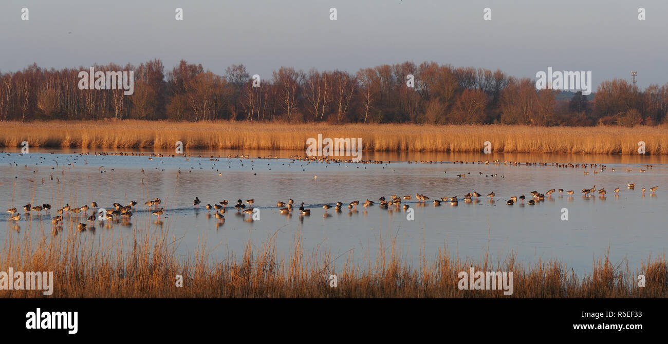 wild geese in winter Stock Photo