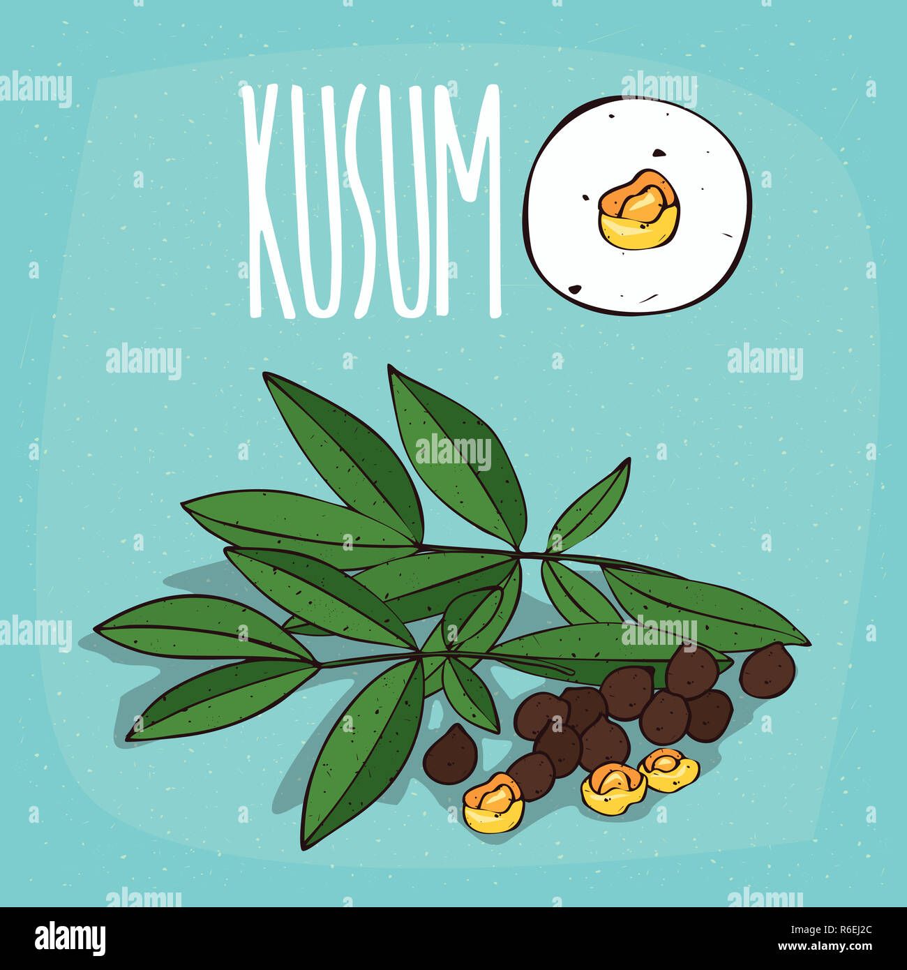 Set of isolated plant Kusum seeds herb Stock Photo