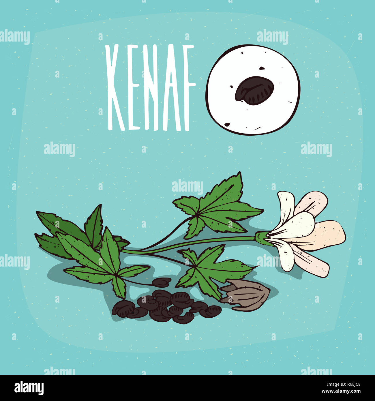 Set of isolated plant Kenaf seeds herb Stock Photo