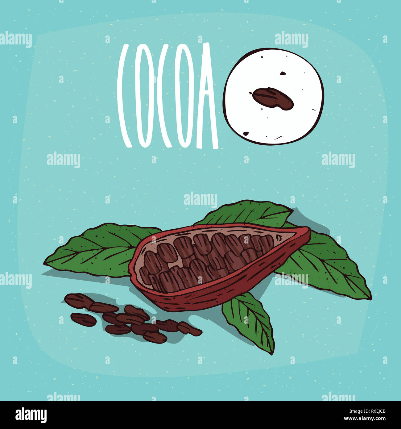 Set of isolated plant Cocoa beans herb Stock Photo Alamy