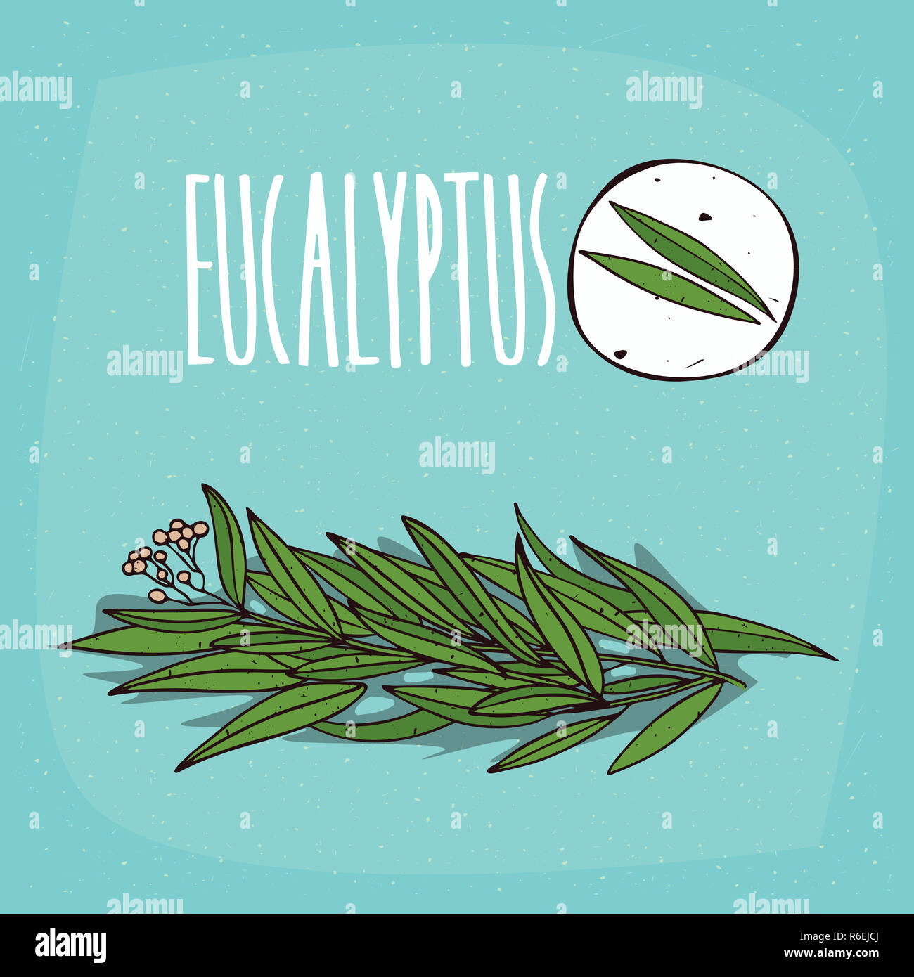 Set of isolated plant Eucalyptus leaves herb Stock Photo Alamy