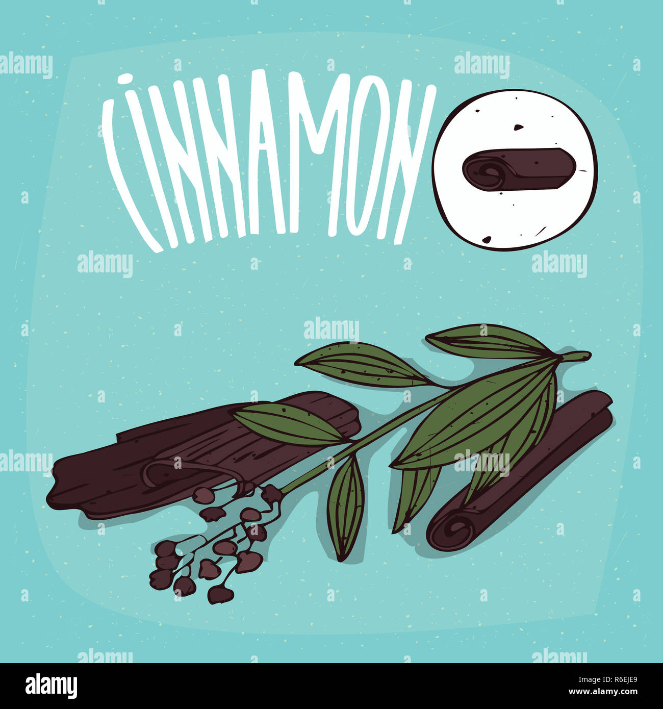 Set of isolated plant Cinnamon sticks herb Stock Photo Alamy