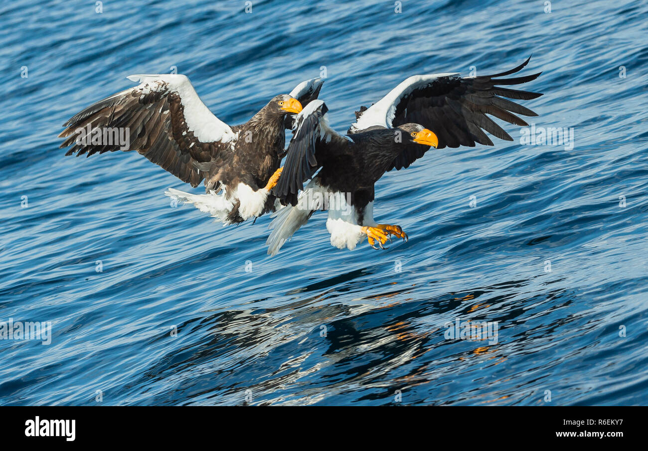 Adult Steller's sea eagles fishing. Scientific name: Haliaeetus pelagicus. Blue ocean background. Natural Habitat. Stock Photo