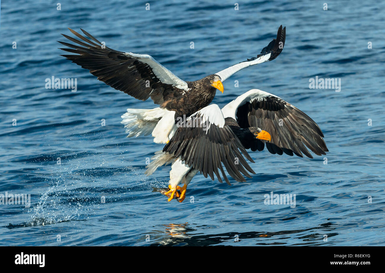 Adult Steller's sea eagles fishing. Scientific name: Haliaeetus pelagicus. Blue ocean background. Natural Habitat. Stock Photo