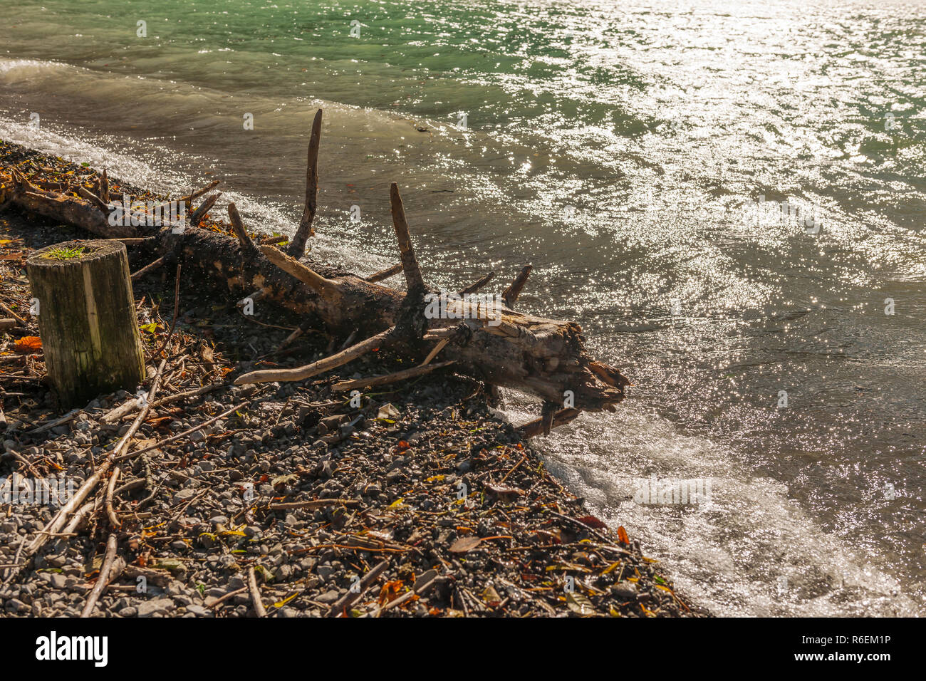 Weathered tree trunk of a conifer in backlight on the shore of the Plan lake in Austria. Stock Photo
