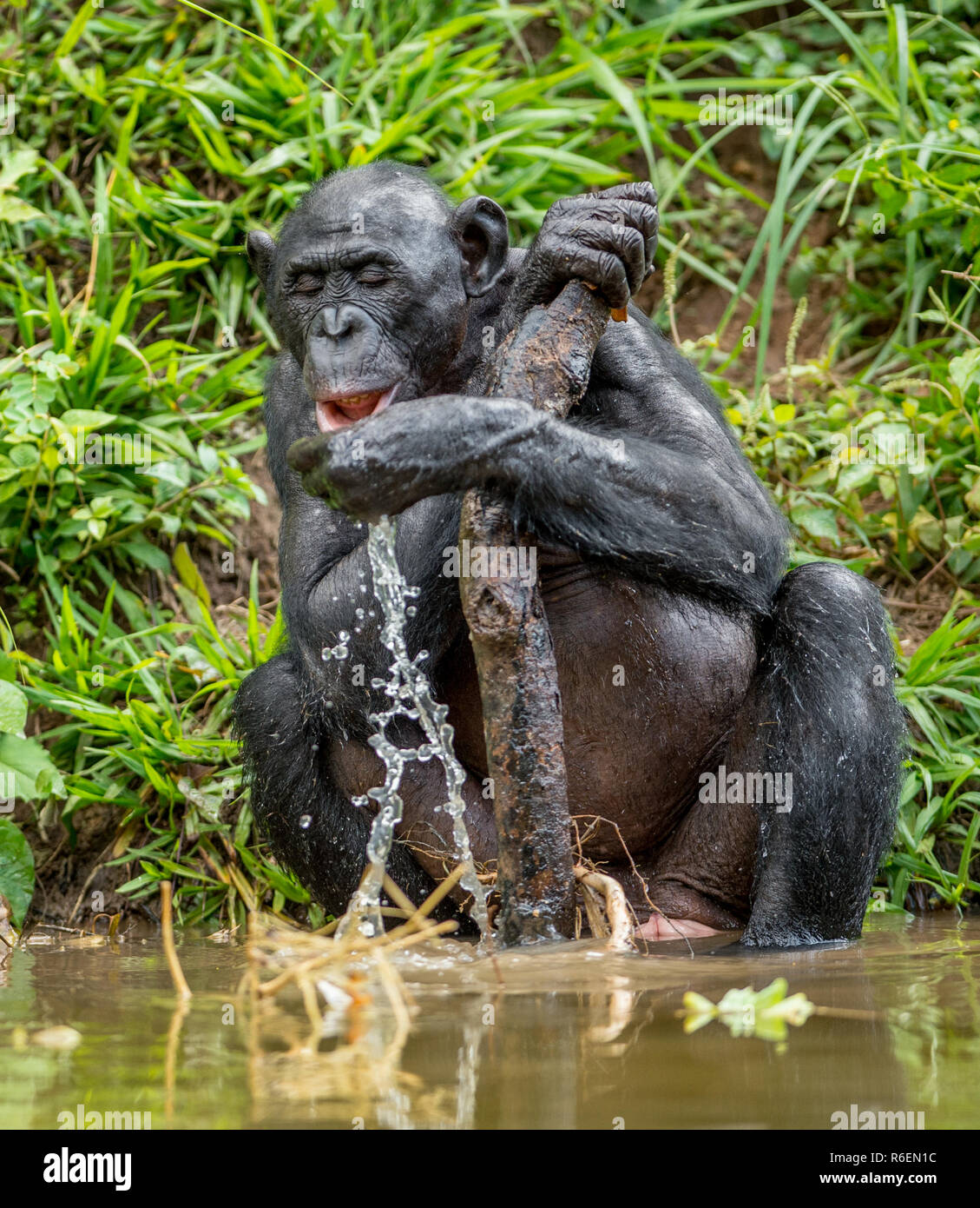 The adult Bonobo drink water. Natural habitat. Green natural background