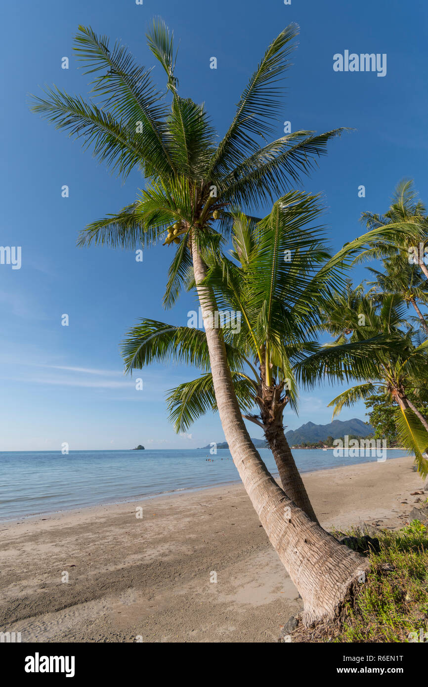 Beachside With Coconut Tree, Koh Chang, Thailand Stock Photo