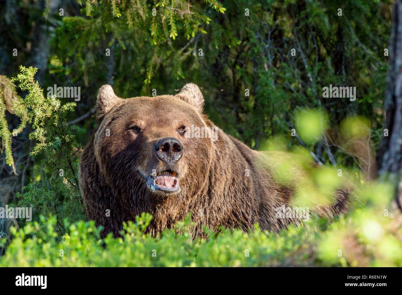 Wild adult Brown Bear ( Ursus Arctos ) in the summer forest. Green ...