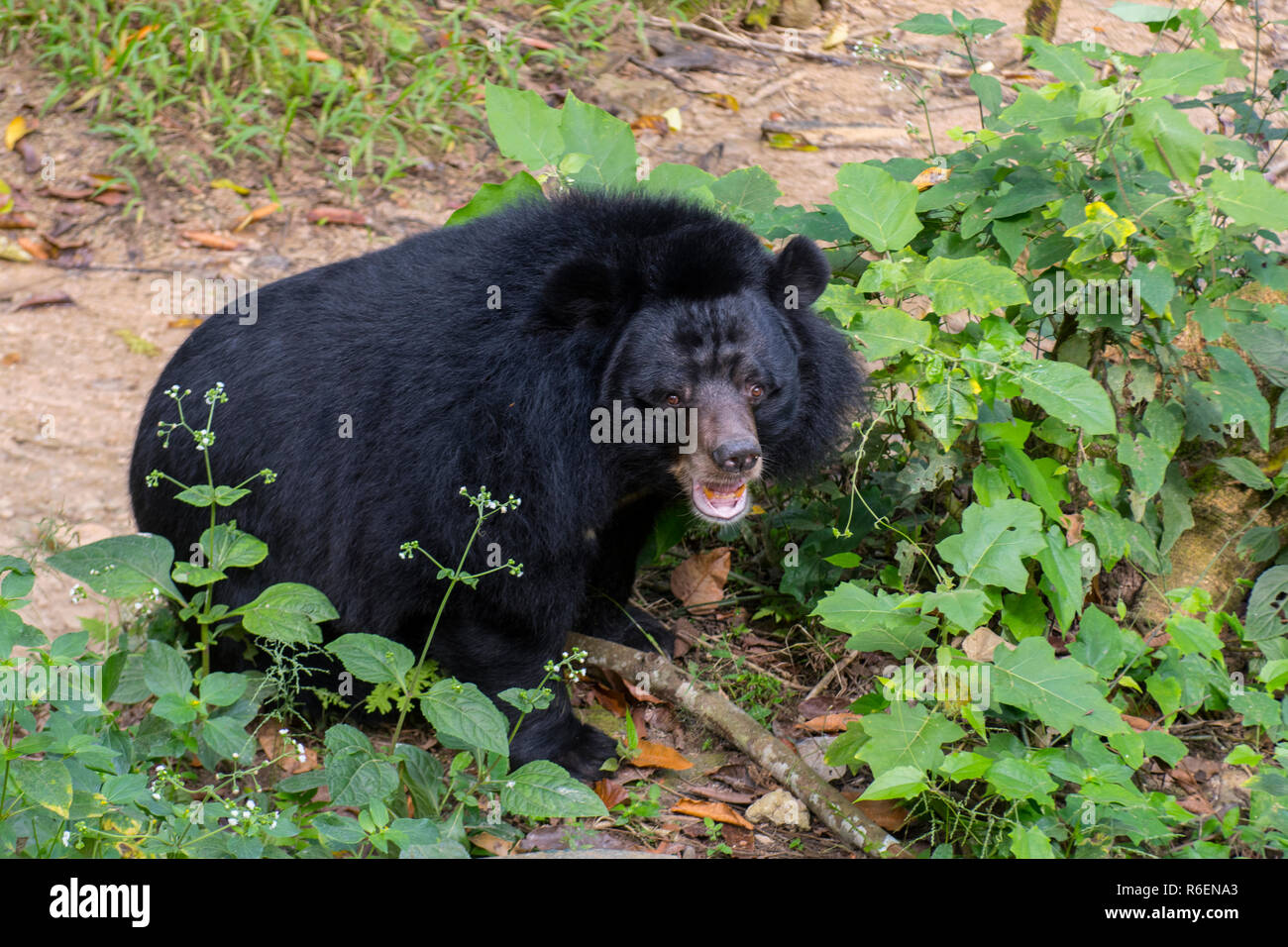 Asiatic black bear wild hi-res stock photography and images - Alamy