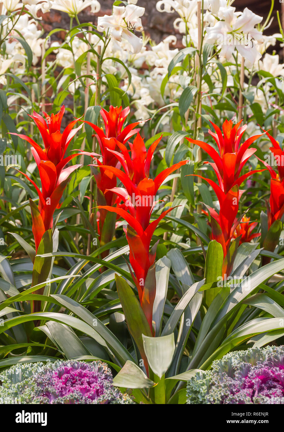Red Guzmania magnifica flower Stock Photo