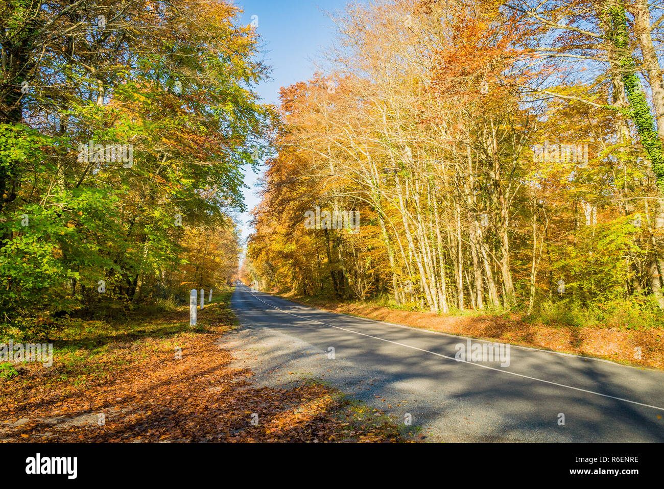 Road in the Forest of Fontainebleau Stock Photo - Alamy