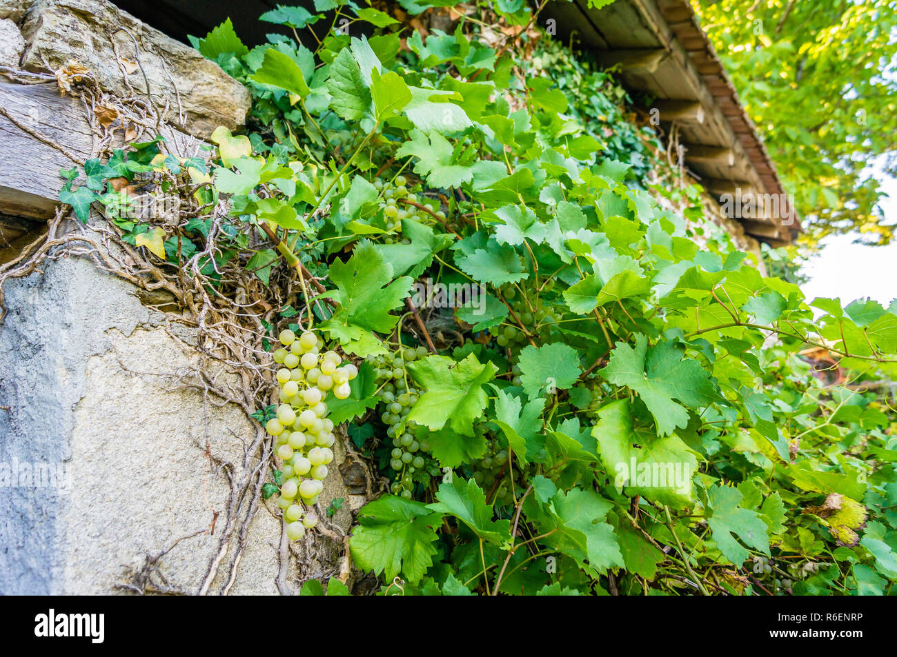 Wild grapes in France Stock Photo Alamy