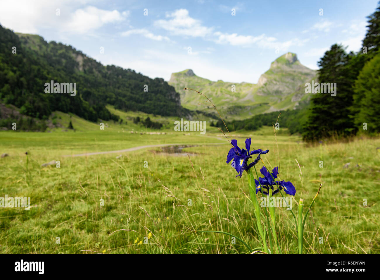 view of the french Pyrenees mountains with flowers Stock Photo