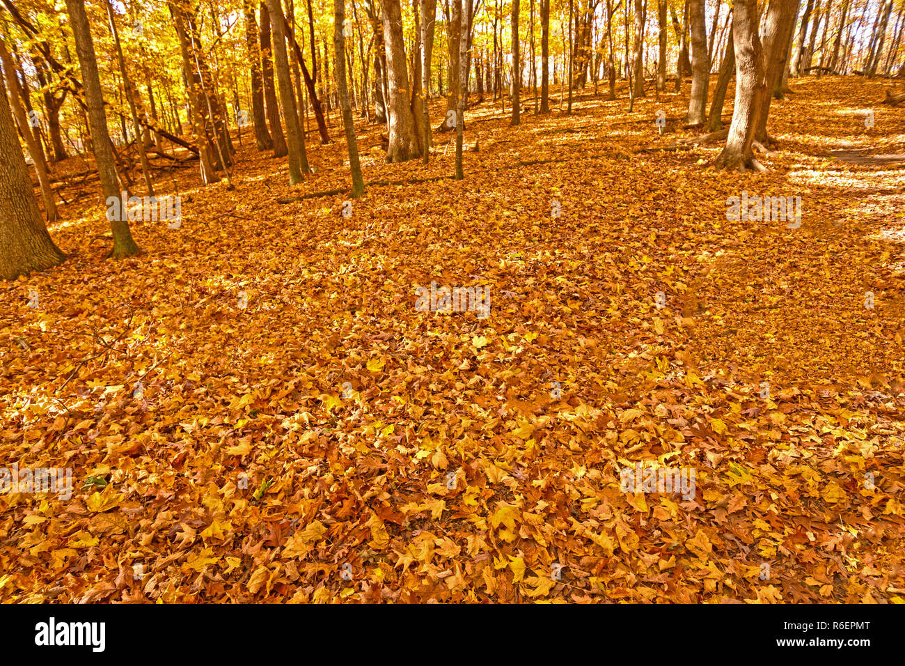 The Forest Floor in the Fall Stock Photo