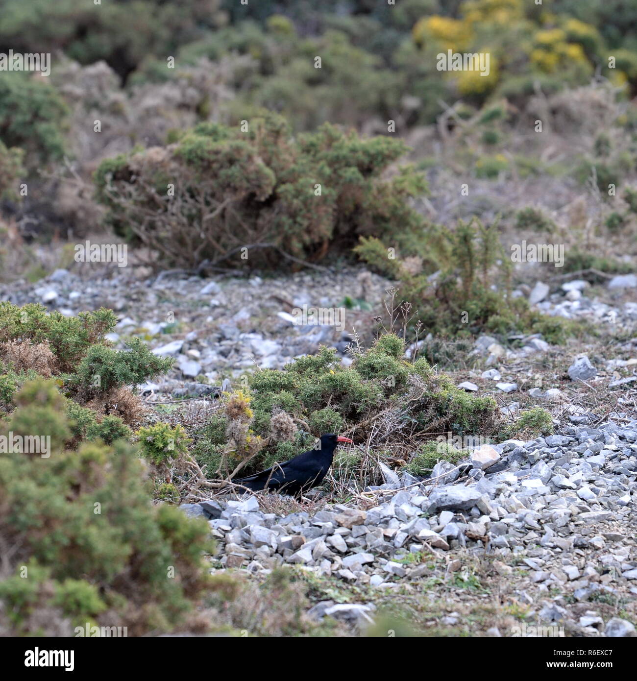 Chough in search of ground insects , bugs and larvae in the drier stony areas at the cliff base. Gorse is growing in the scree Stock Photo
