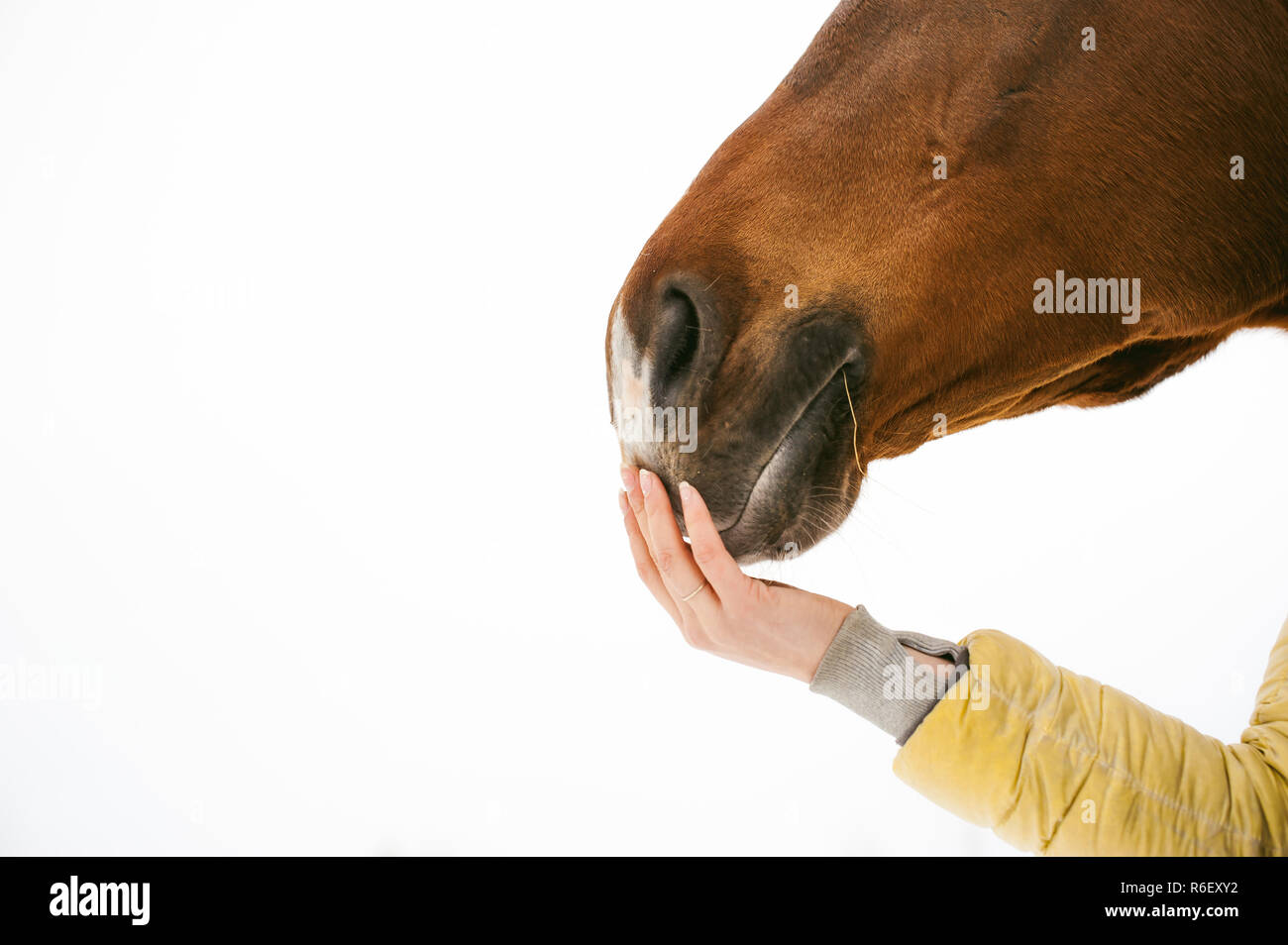 Horse lips hi res stock photography and images Page 3 Alamy