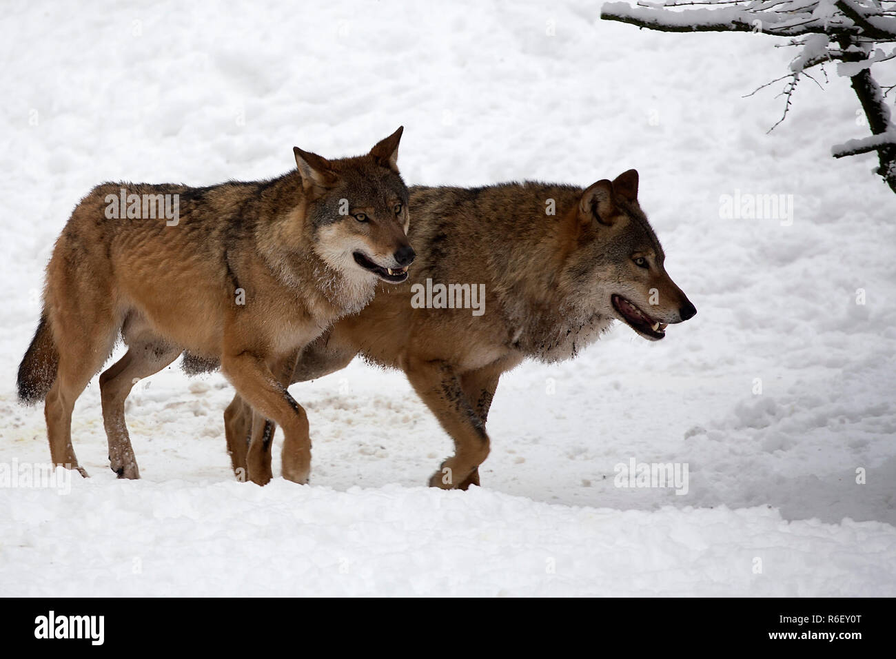 Wolves in the forest in winter Stock Photo