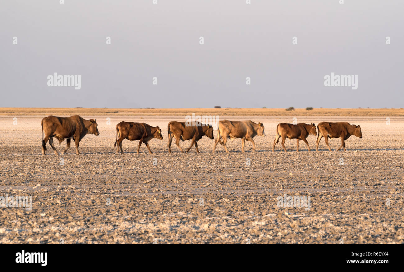 herd of cattle on Makgadikgadi Pan, Nwetwe Pan in Botswana. Stock Photo