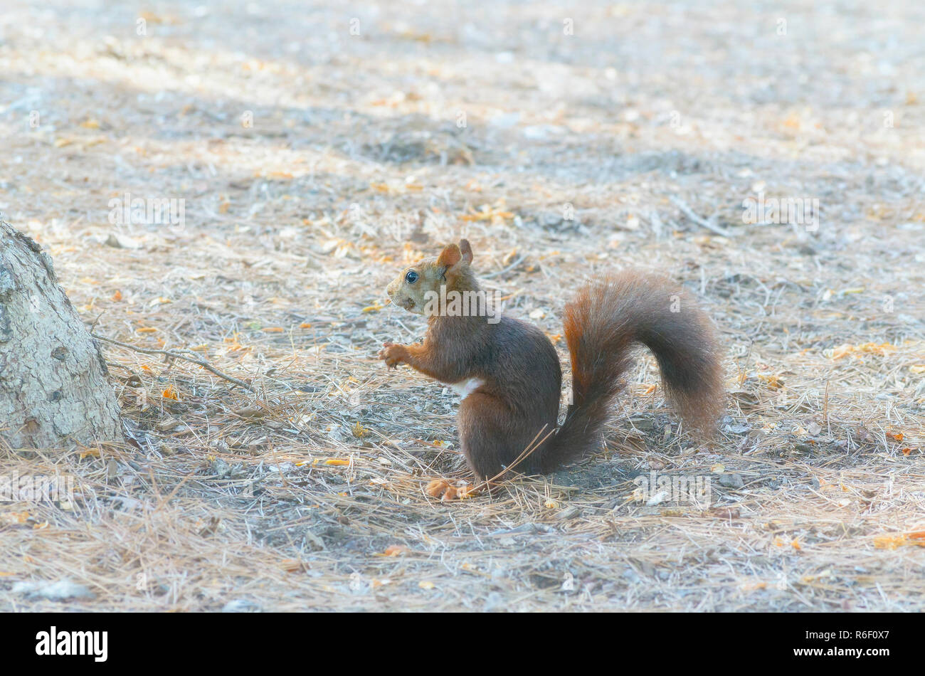 Sciurus vulgaris. Red squirrel, on the ground, looking for some food