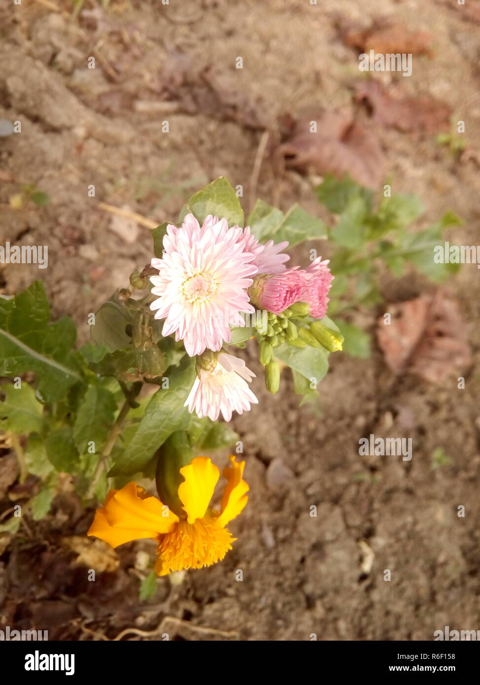 Natural good nature hi-res stock photography and images - Alamy