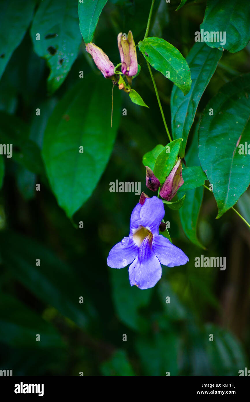 Thunbergia laurifolia, five purple color flower petals and yellow color in center and green leaves. Stock Photo