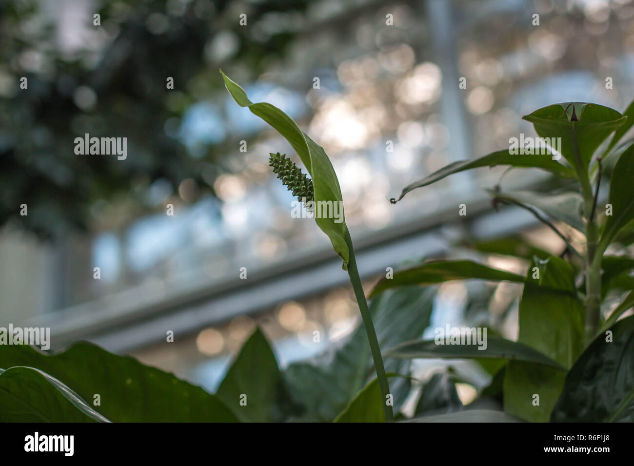 Single green flower of Spathiphyllum floribundum in the green house Stock Photo