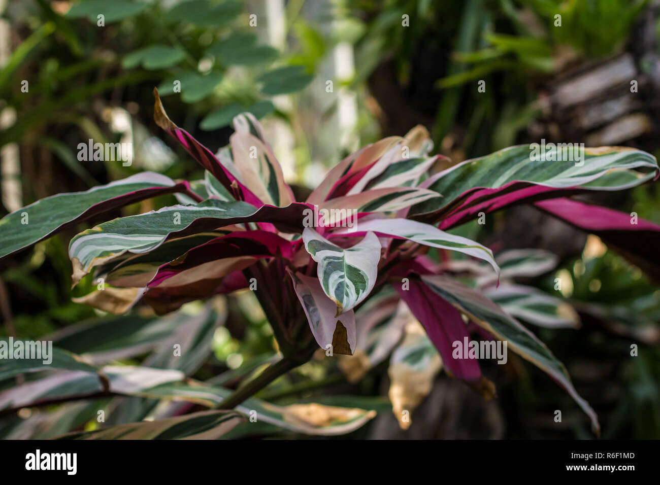 Leaves of Stromanthe sanguinea in ghe green house Stock Photo