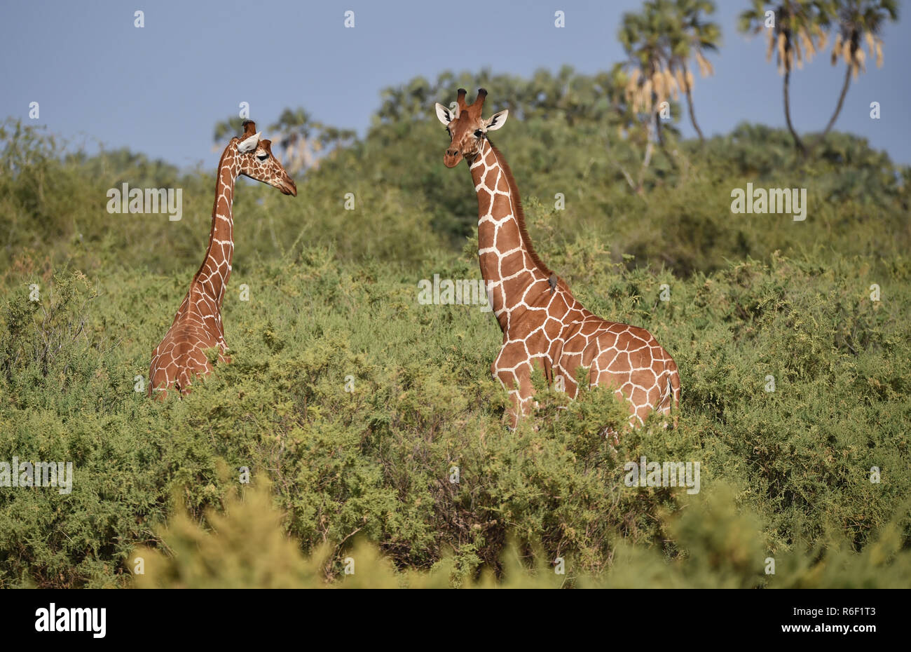 giraffes in kenis Stock Photo