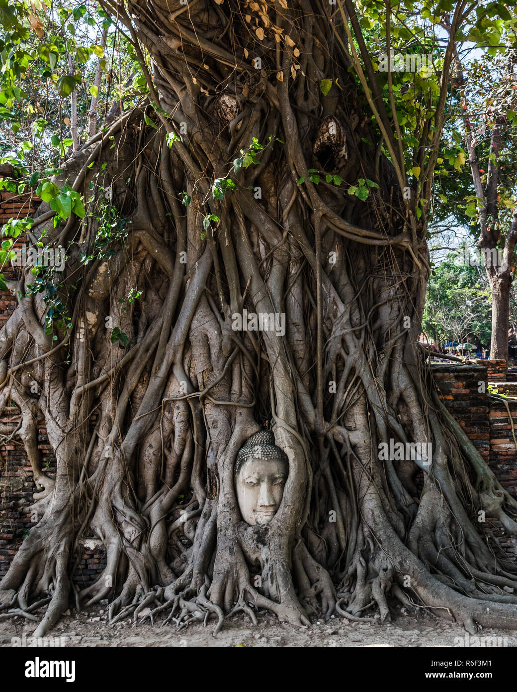 Ayutthaya park roots hi-res stock photography and images - Alamy